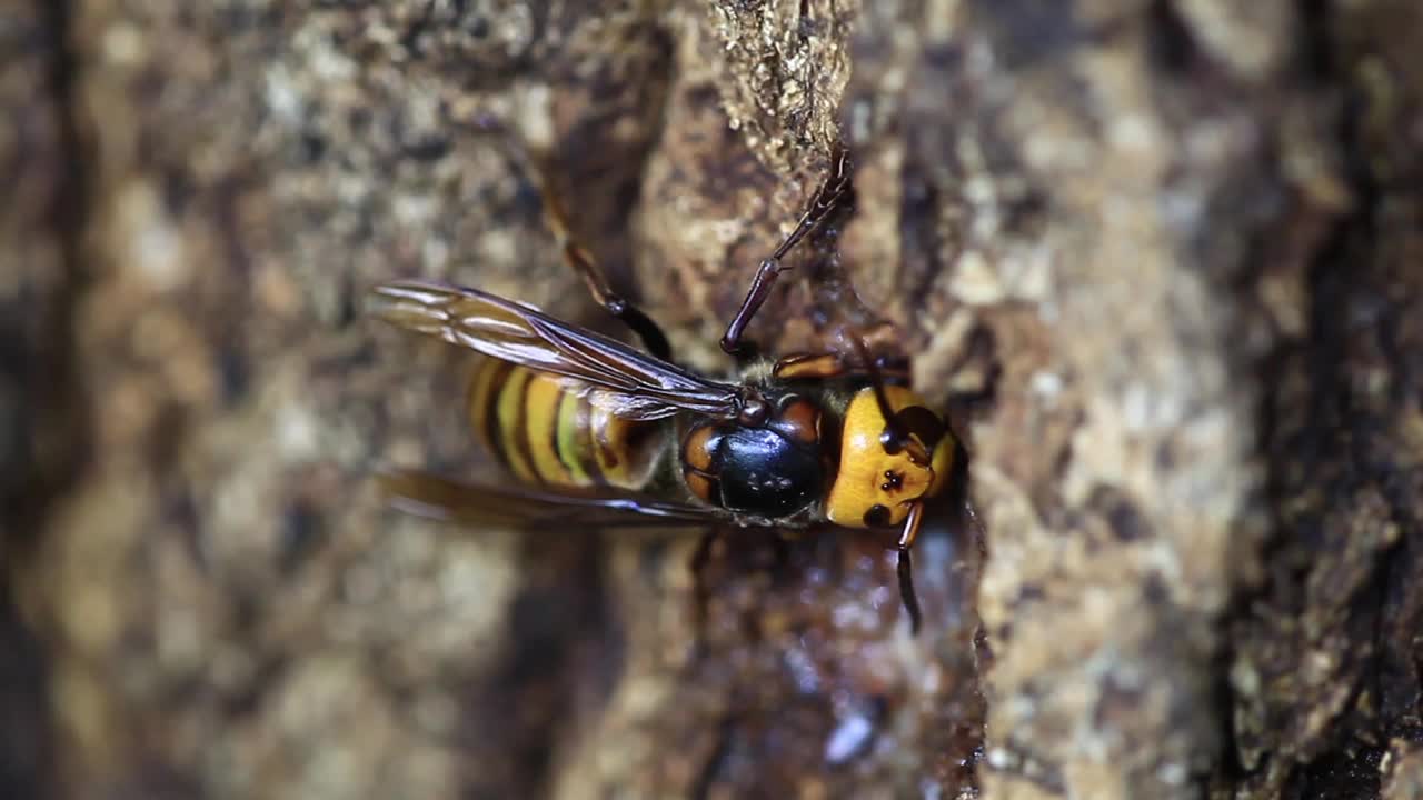 吃橡树汁的野大黄蜂(亚洲大黄蜂)视频素材