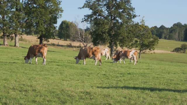 棕色的奶牛在农场草地上吃绿草视频素材