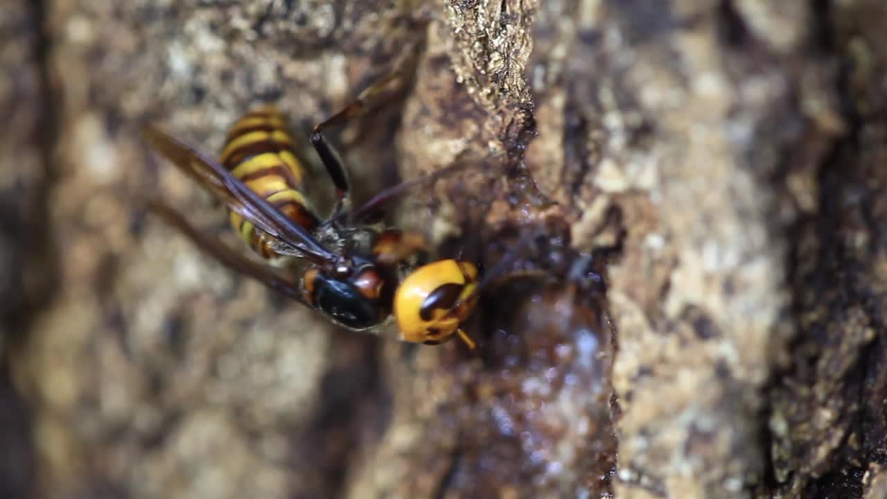 吃橡树汁的野大黄蜂(亚洲大黄蜂)视频素材