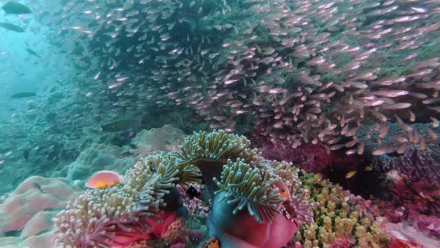 珊瑚礁上的生活状况良好视频素材