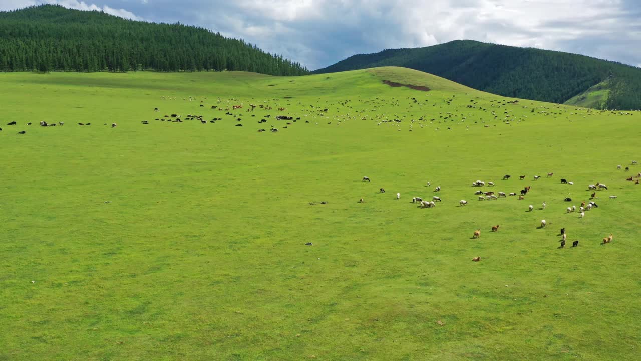 蒙古牧场上放牧的牛群的空中鸟瞰图视频下载