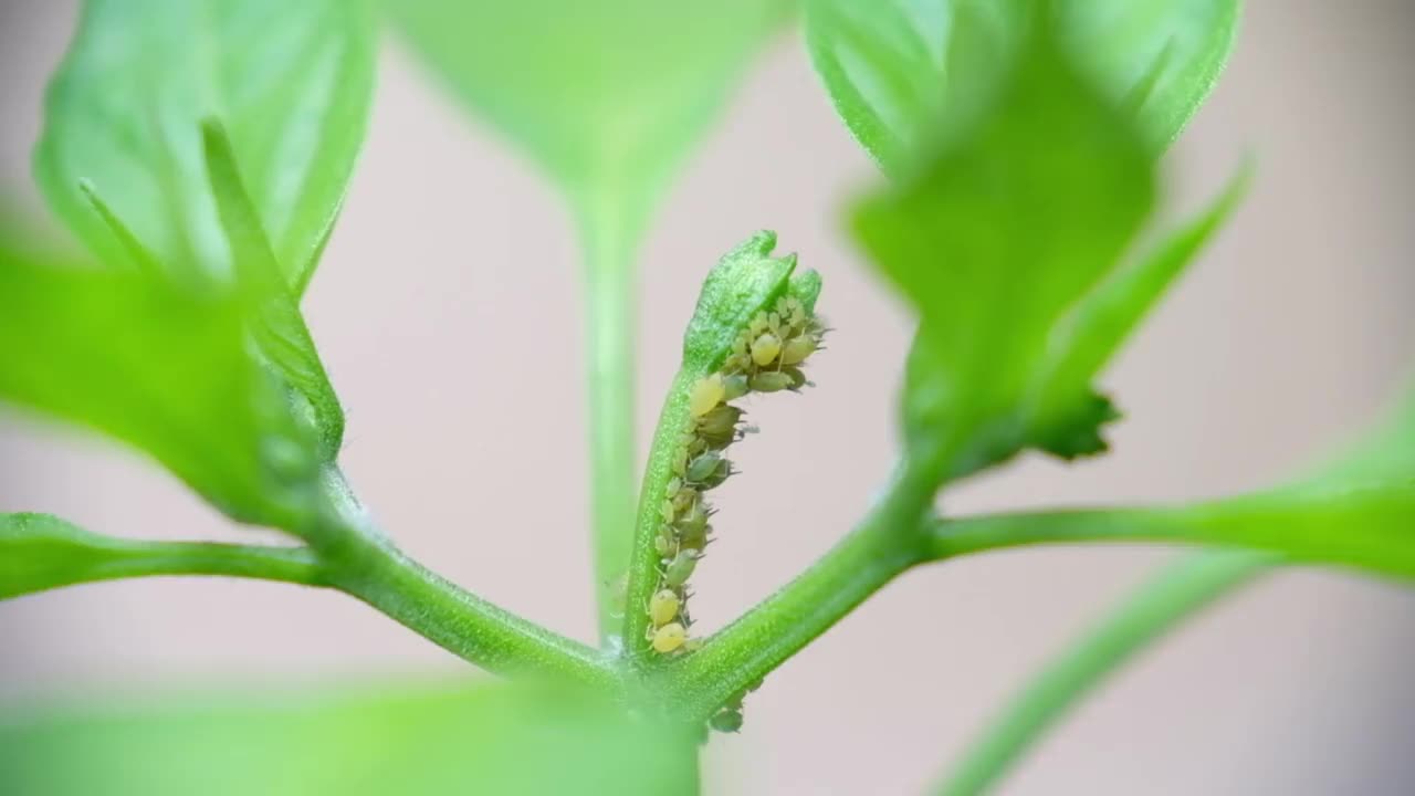 辣椒花蕾上蚜虫的特写镜头。视频素材