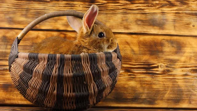 一只可爱的棕色小兔子坐在一个很深的柳条篮子里，旁边是一个木制的背景，它只能用耳朵向外张望。兔耳朵从篮子里出来了。复活节兔子视频下载