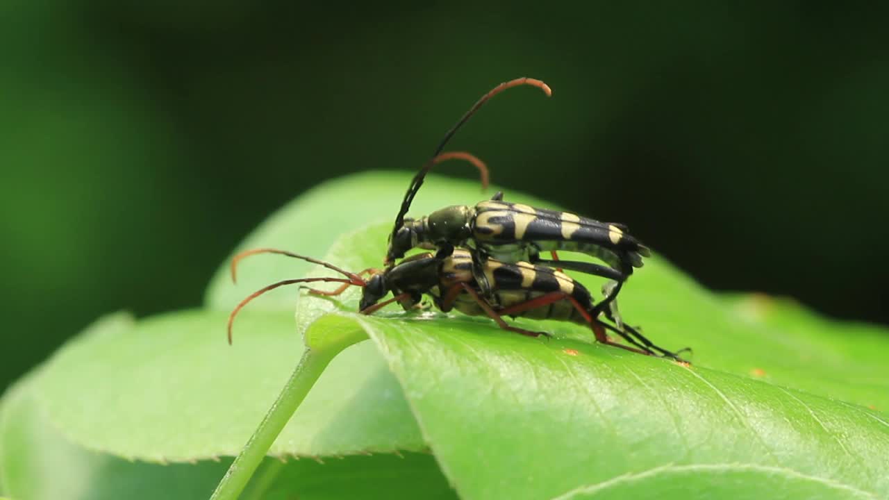 长角甲虫的交配视频素材