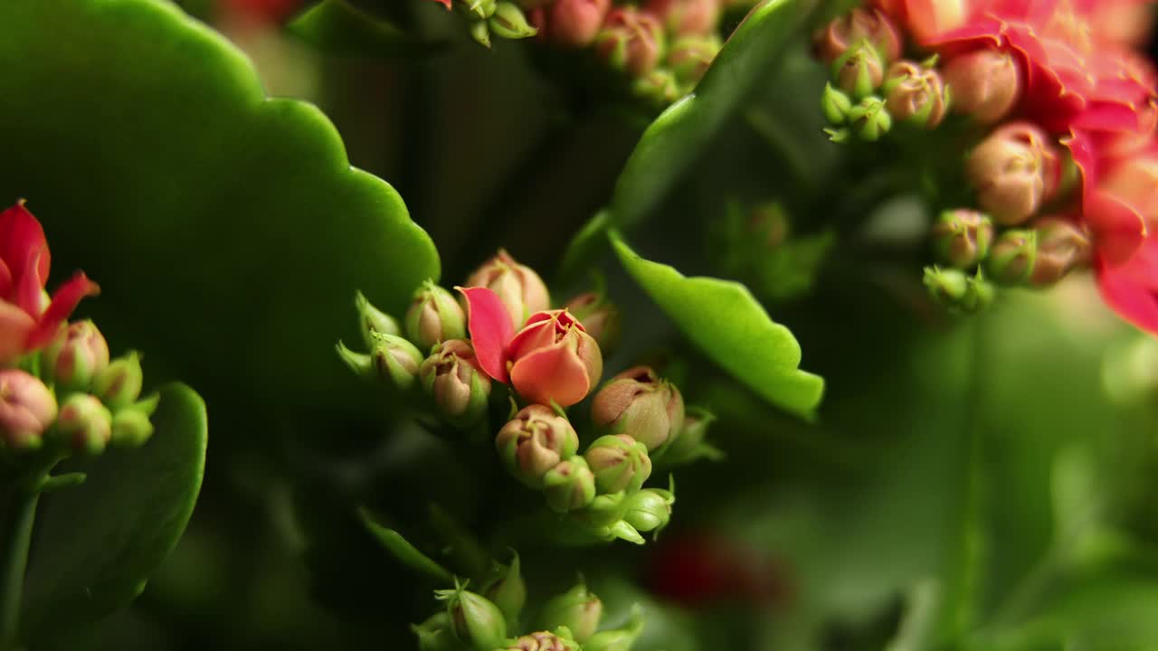 红花盛开的时间。美丽的开放。生长的时间，开花，大花，绿叶背景视频素材