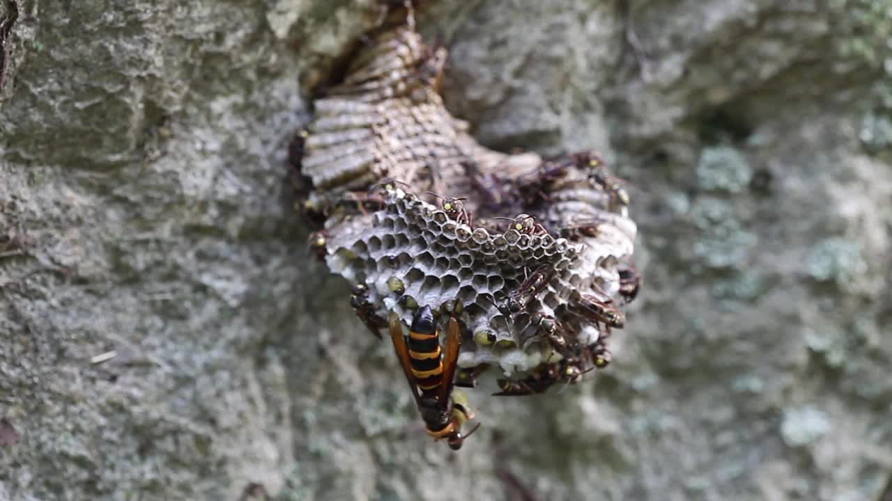 野大黄蜂(亚洲大黄蜂)入侵中国纸蜂的蜂巢视频下载