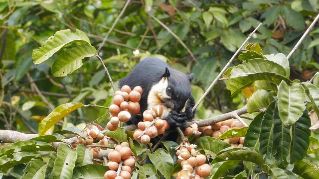 黑巨松鼠在树梢上吃水果。视频素材