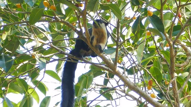 黑巨松鼠在树梢上吃水果。视频素材