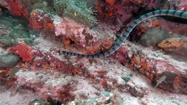 与致命的水下海蛇一起游泳视频下载