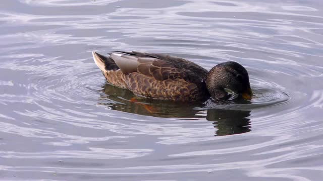 小野鸭在湖里游泳。视频素材