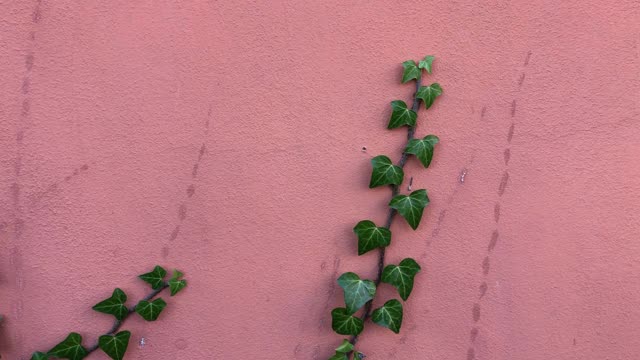 攀缘植物墙爬行物视频素材