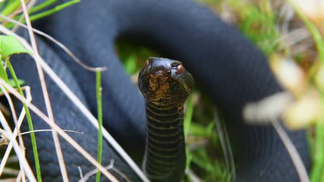 草丛中的黑毒蛇。视频下载