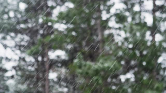 可循环的近距离拍摄降雪在松树林地，密集的降雪，和积雪覆盖的树木。冬天的观点。下雪。环境问题。视频下载
