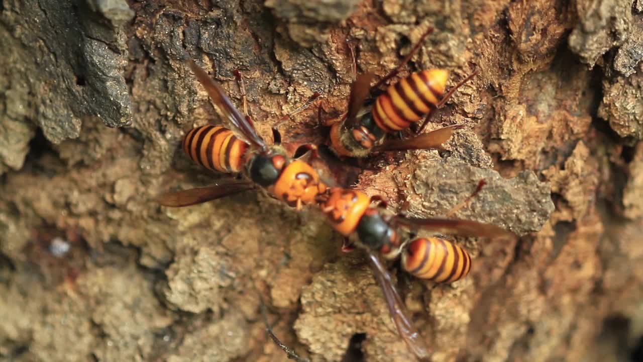 吃橡树汁的野大黄蜂(亚洲大黄蜂)视频下载