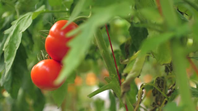 在番茄农场，一个妇女农民手里拿着番茄视频素材