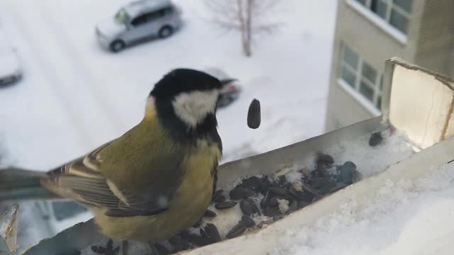 冬天喂鸟视频素材