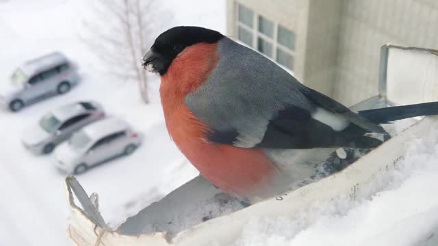 冬天喂鸟视频素材