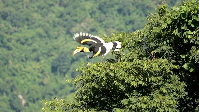 犀鸟在大自然中飞翔，慢镜头视频下载