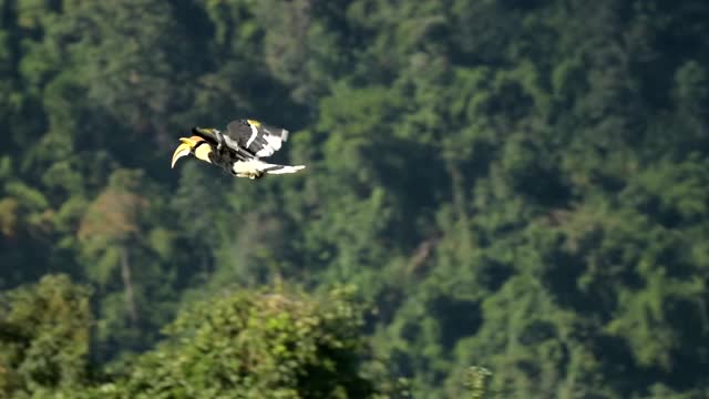 犀鸟在大自然中飞翔，慢镜头视频下载