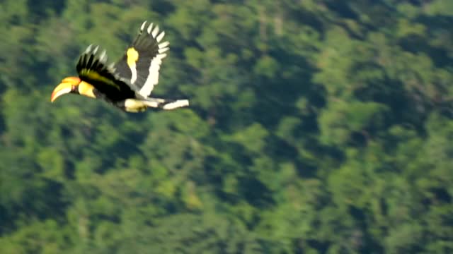 犀鸟在大自然中飞翔，慢镜头视频素材