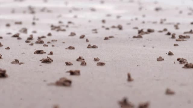 时间流逝，沙滩上出现了沙虫形成的沙堆视频下载