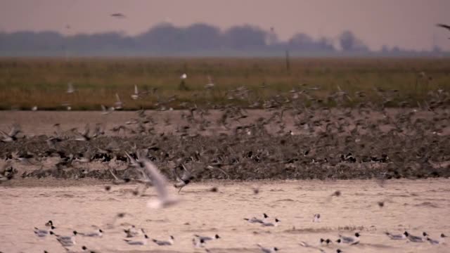 鸟儿飞过诺福克的沃什河视频下载