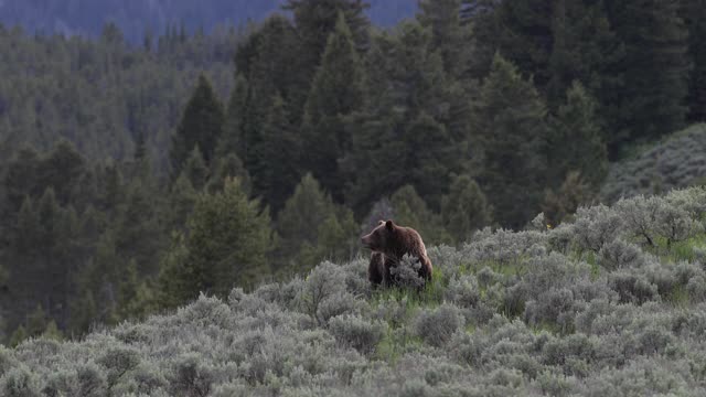 WS 4K拍摄了著名的灰熊#399和她的4只小熊(小熊熊)，它们在一大群摄影师面前爬上山视频素材