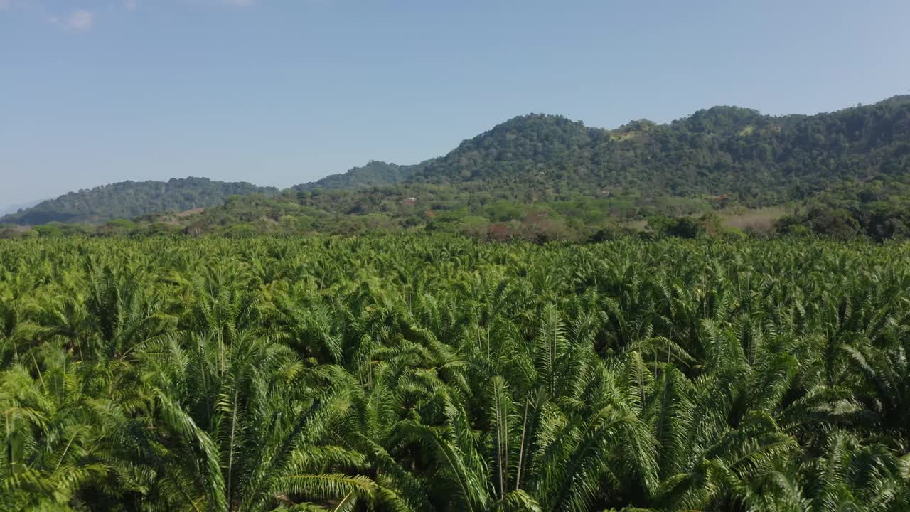 哥斯达黎加的棕榈树种植园视频下载