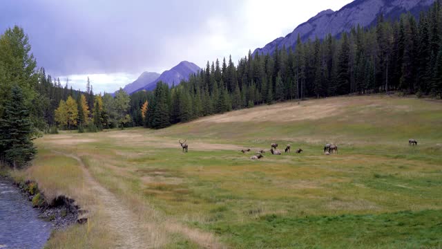 秋叶时节，一群野鹿在森林边缘的弓河畔大草原上觅食休息。视频下载