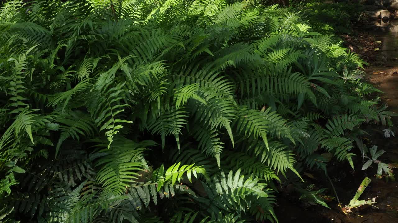 阳光充足的热带雨林中的蕨类视频素材