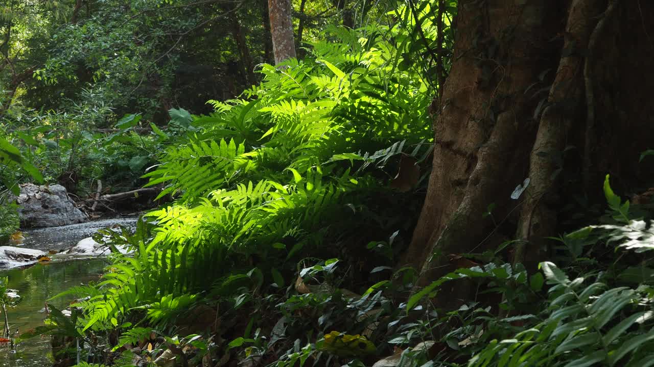 阳光充足的热带雨林中的蕨类视频素材