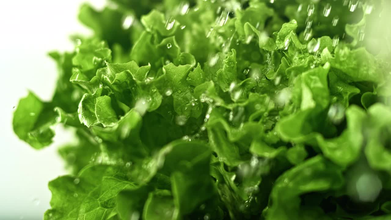 水落在绿色的莴苣头上视频素材