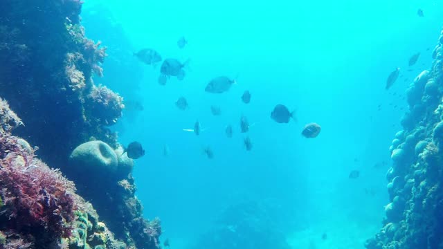 水下的珊瑚礁和鱼的观点视频下载