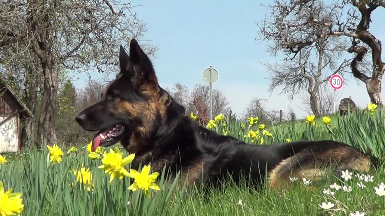 黄色花丛间的草地上，一只细心的德国牧羊犬视频下载