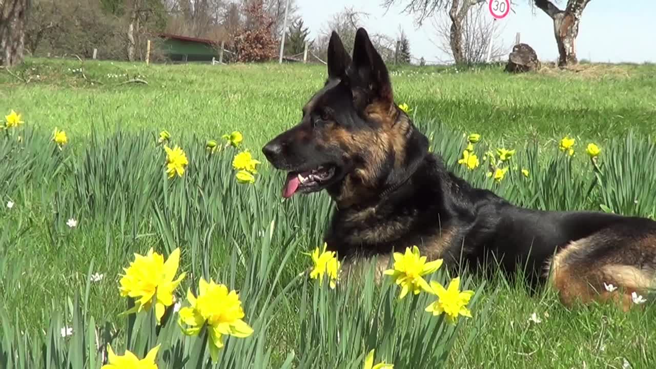 黄色花丛间的草地上，一只细心的德国牧羊犬视频素材
