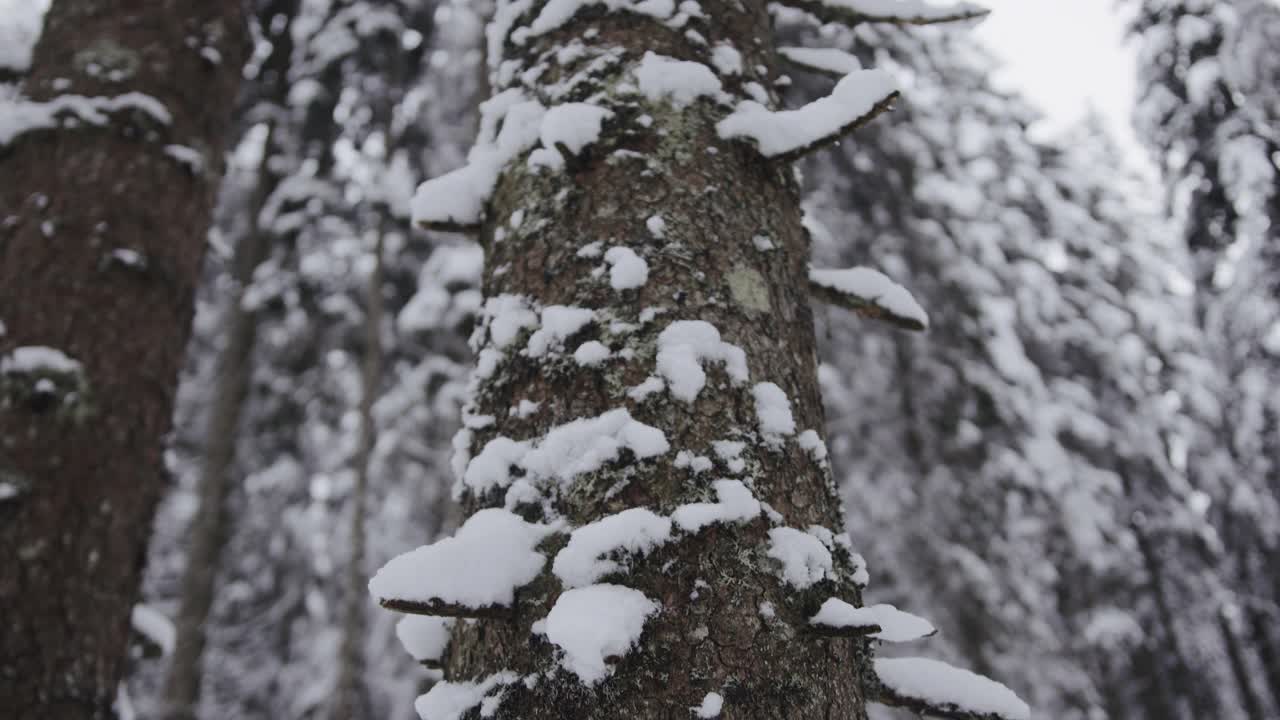 森林里云杉上的雪和冰视频素材