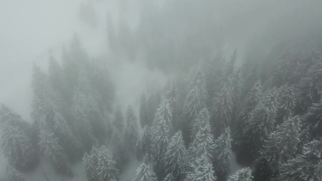 从上面看，白雪覆盖着树木视频素材