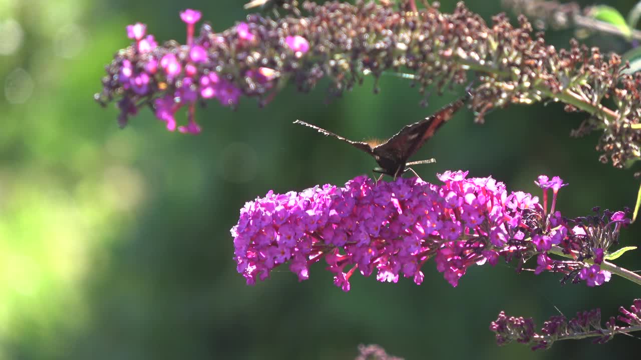 欧洲孔雀蝶在佛陀灌木上开花视频下载