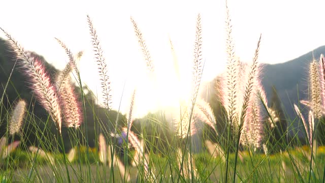 风吹成银色的草在傍晚美丽的阳光视频素材