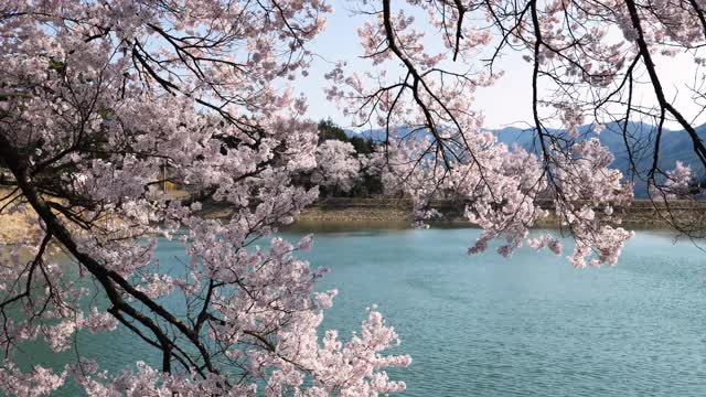日本乡间池塘里的樱花视频素材