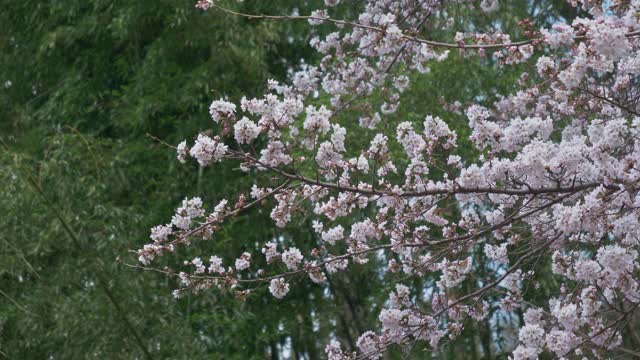风中摇曳的樱花，背景是竹林(缩小)视频下载
