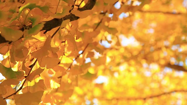 银杏叶在秋天变黄视频下载