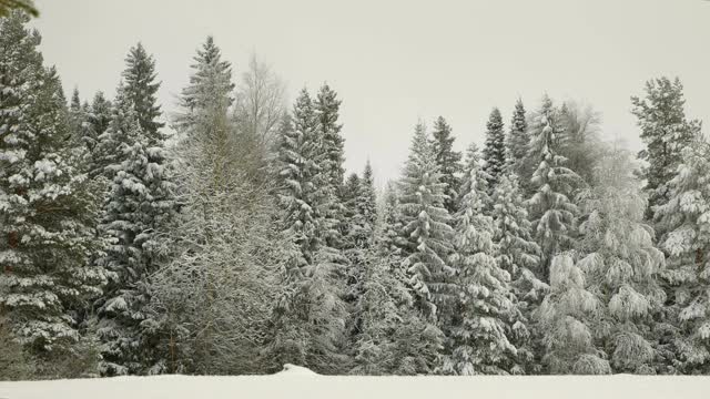 冬季野生森林。光降雪视频素材