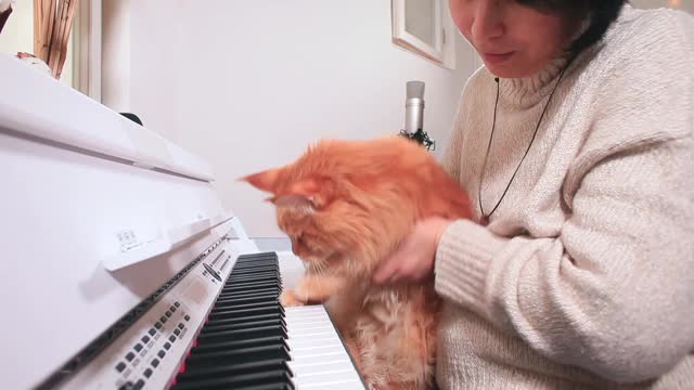 一只姜黄色的猫坐在女人的胳膊上用爪子弹钢琴。视频素材