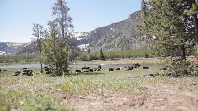 美洲野牛在黄石国家公园的野外，在夏天与野生动物自由相处视频下载