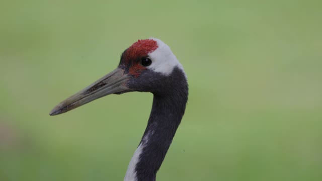 一个令人惊叹的美丽丹顶鹤看着相机的特写视频下载