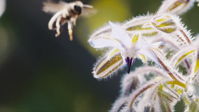 蜜蜂在采集花蜜，慢镜头视频下载