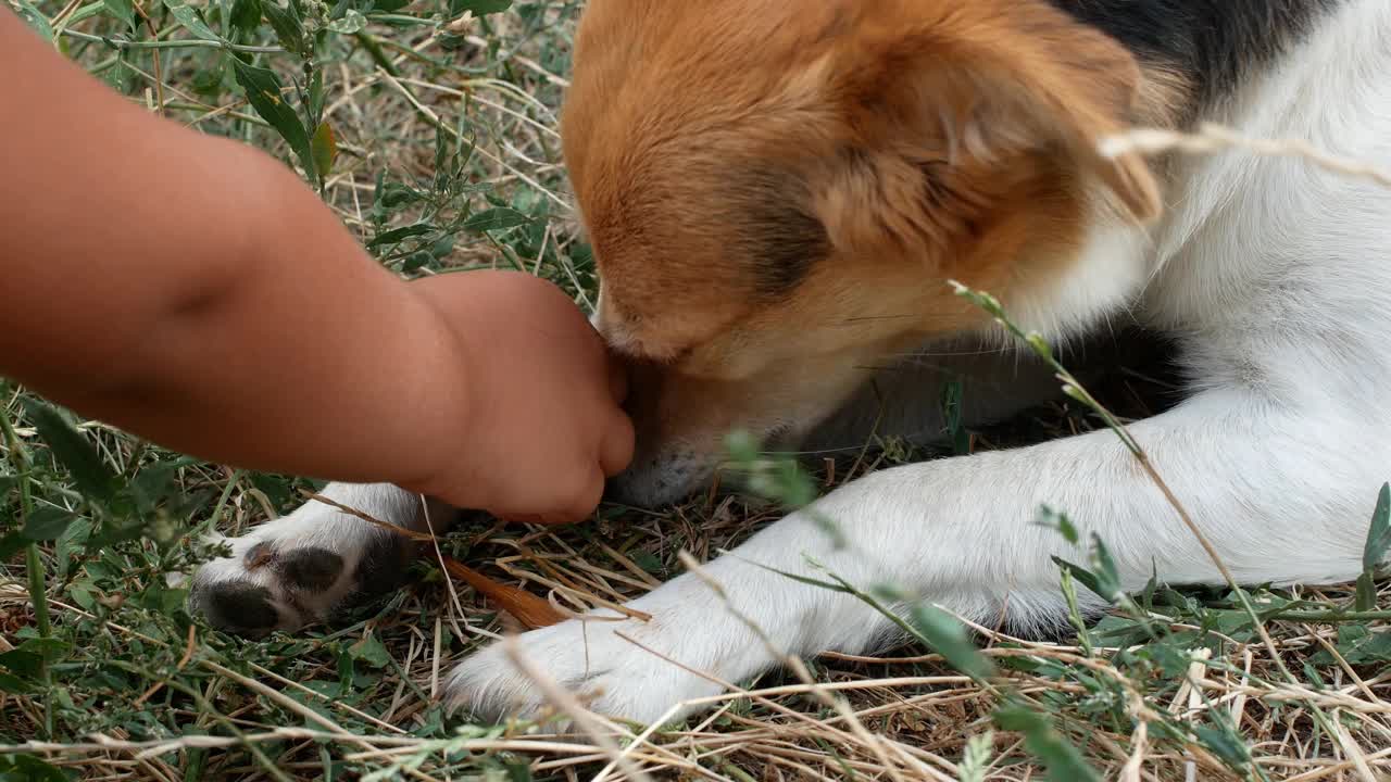 一个小孩在草坪上和一只狗玩。孩子抚摸着狗的头。特写镜头。视频素材