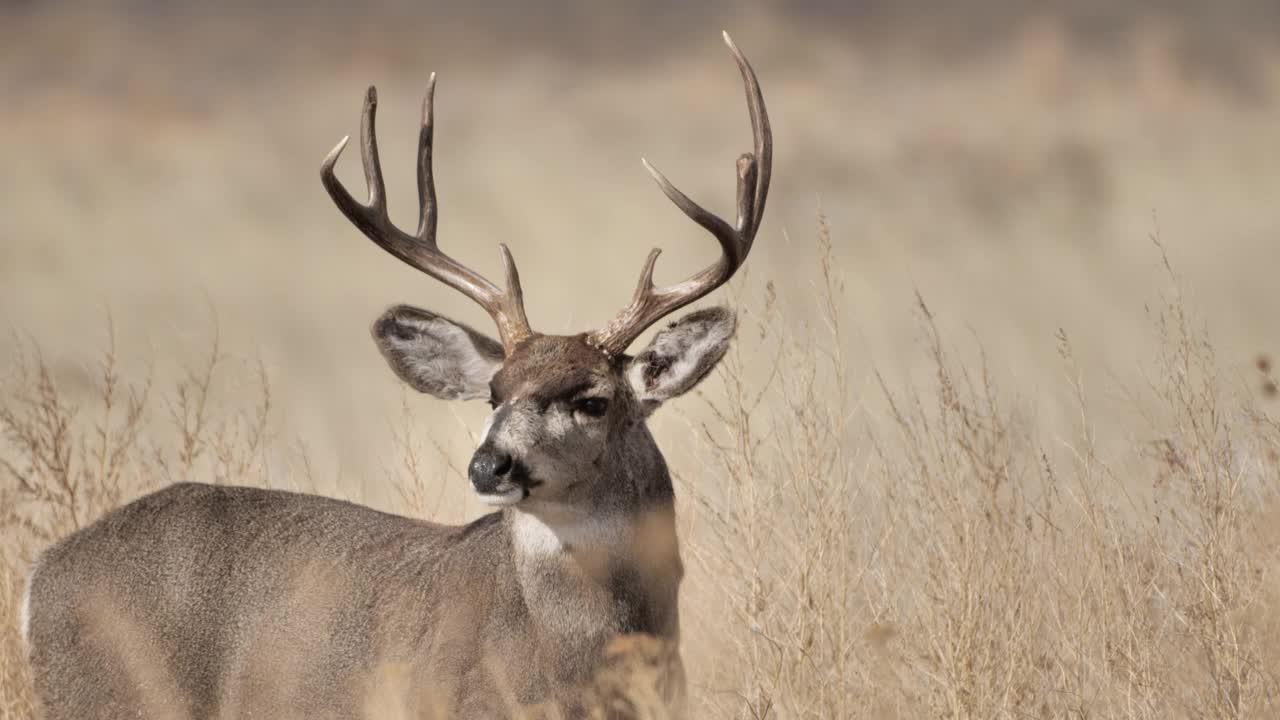 白尾鹿，新墨西哥州视频素材