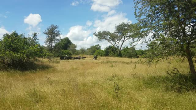 卢旺达Akagera国家公园的非洲水牛视频素材